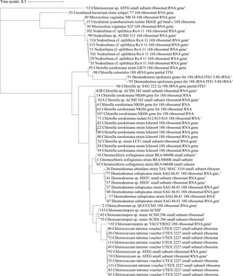 Towards sustainable biocontrol: inhibition of soil borne fungi by microalgae from harsh environments